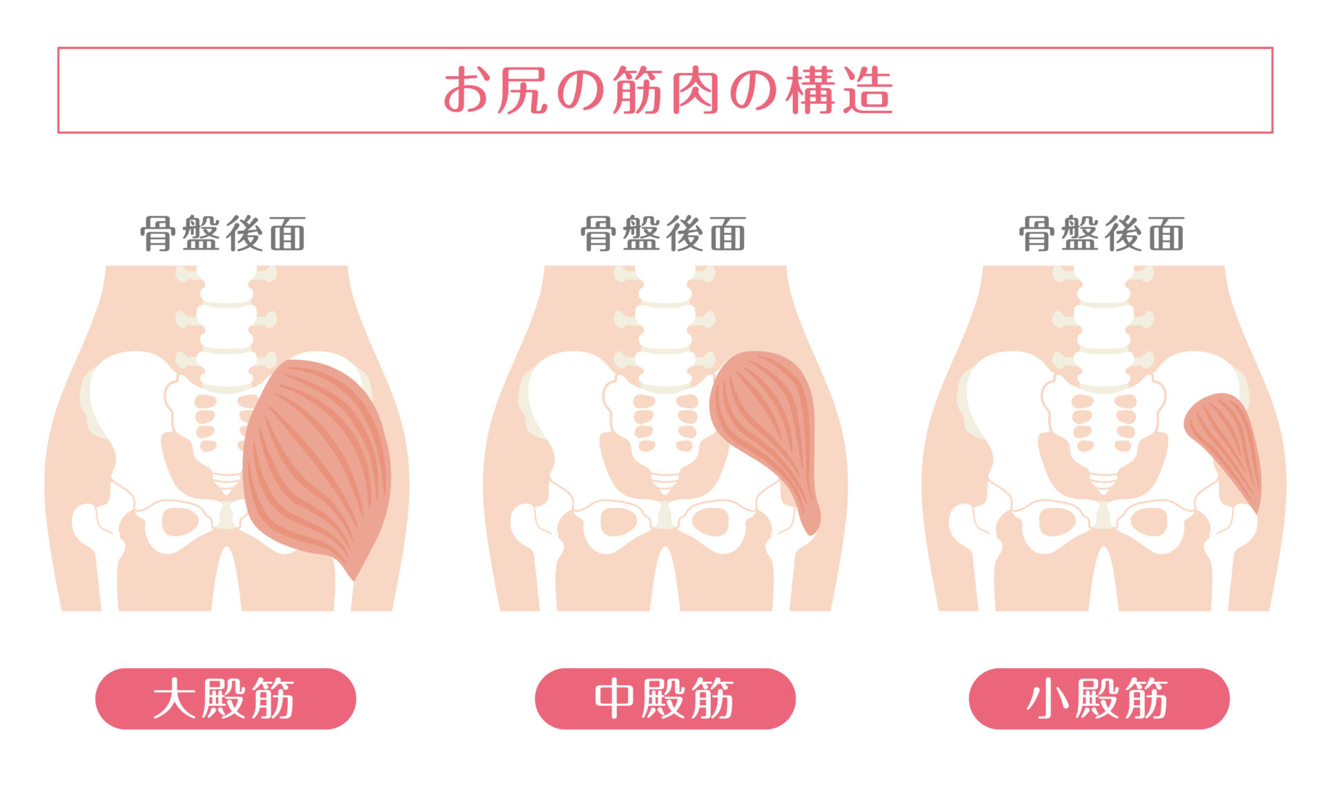 大臀筋